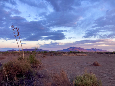 Desert Sunset