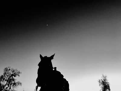 Horse Silhouette