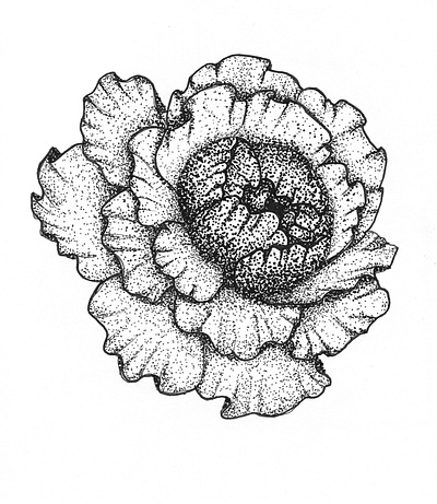 Dotwork Peony - Concept background botanical concept study dotwork flower illustration peony