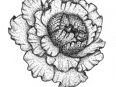 Dotwork Peony - Concept background botanical concept study dotwork flower illustration peony