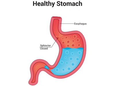 Healthy Stomach scientific figure and medical anatomy graphic design laboratory selimgdb