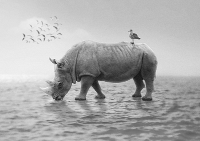 Rhino Lost His Way. design manipulation photoshop