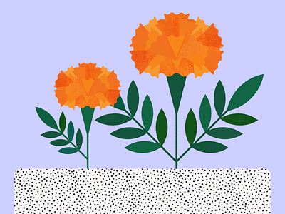 Marigolds flowers illustration marigolds plants texture