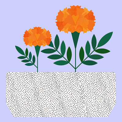 Marigolds flowers illustration marigolds plants texture