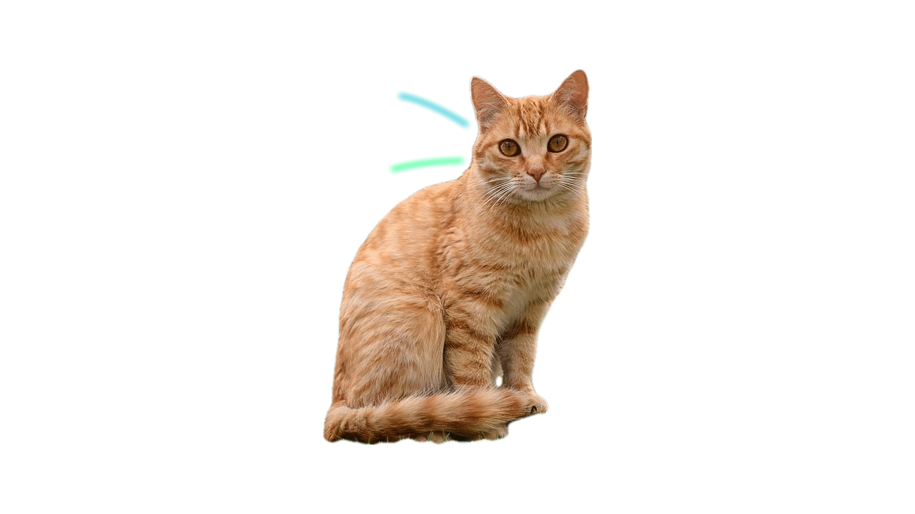 Cat animation cat cute animals cute animation cute cats gif gifs motion graphics