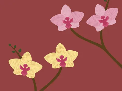 Orchids flowers houseplants illustration orchid orchid illustration orchids
