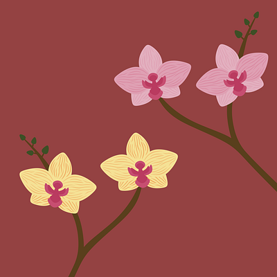 Orchids flowers houseplants illustration orchid orchid illustration orchids