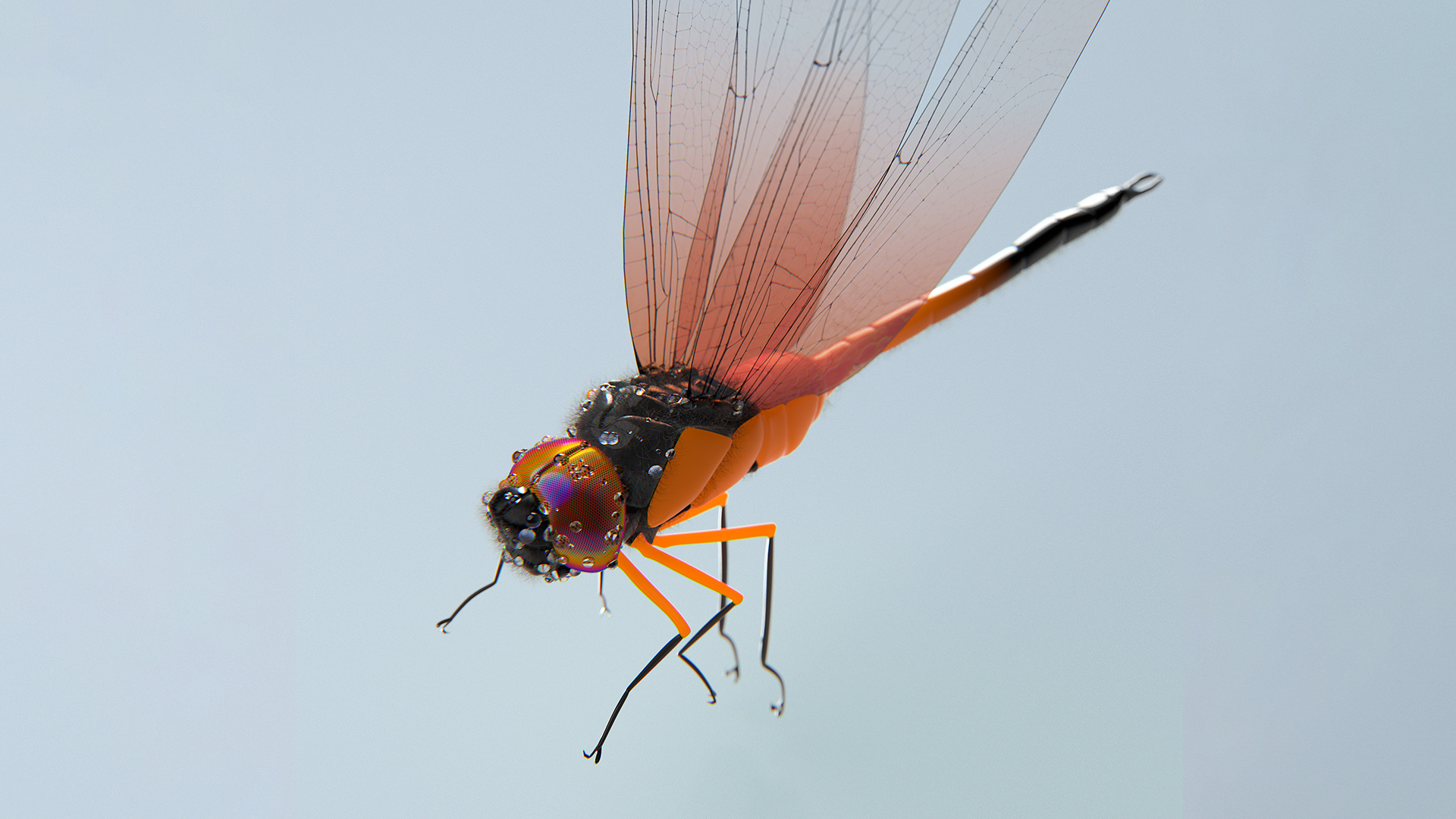 3D Dragonfly B 3d after effects animation c4d cgi cinema 4d clean design dragonfly graphic design insect insects macro minimal neon orange phone wallpaper