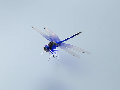 3D Dragonfly C 3d after effects animation c4d cgi cinema 4d design dragonfly free free wallpaper graphic design insect iphone minimal phone wallpaper