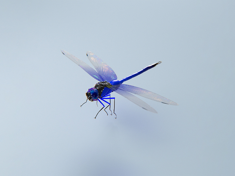 3D Dragonfly C 3d after effects animation c4d cgi cinema 4d design dragonfly free free wallpaper graphic design insect iphone minimal phone wallpaper