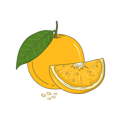 Orange - Citrus × sinensis Illustration adobe coreldraw flat fruit illustration illustrator orange vector