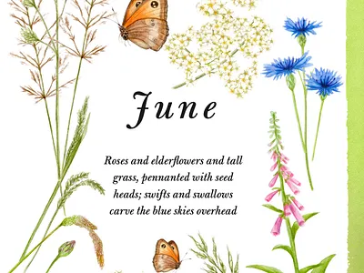 Watercolour illustrations for nature journal - Homecoming. bespoke artwork book illustration botanical artwork butterflies hand painted natural world illustration nature artwork nature education nature illustration nature journaling reconnecting with nature summer botanicals watercolour flowers watercolour illustration wellness artwork wildflowers wildlife illustration