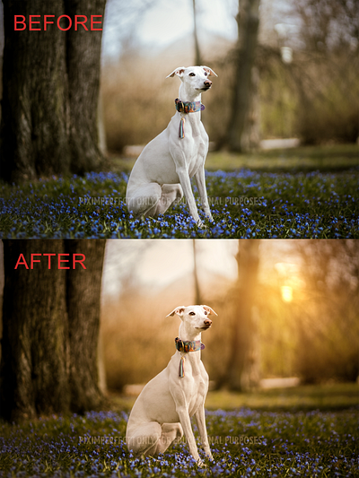 I Have Created Fake Sun in Adobe Photoshop colour grade colour grading editing graphic design photo editing photo manipulation photoshop