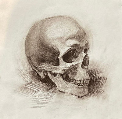 Skull sepia academic drawing scull sepia