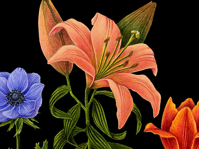 Floral illustration. botanical illustration branding design floral illustration flower label illustration label illustration naturalistic illustration pen pencils photoshop postproduction tulip