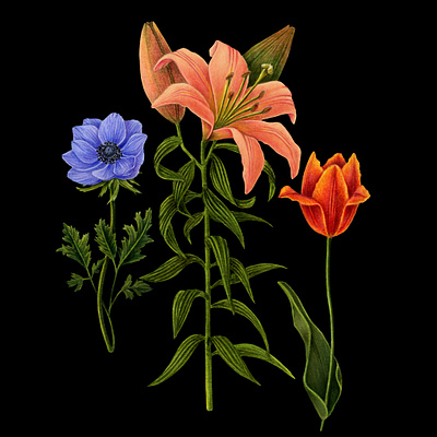 Floral illustration. botanical illustration branding design floral illustration flower label illustration label illustration naturalistic illustration pen pencils photoshop postproduction tulip