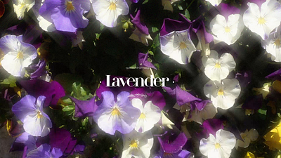 Lavender Flower Shop Branding and Visual Identity branding graphic design logo