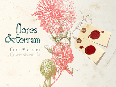 Flores&Terram branding project branding design drawing graphic design illustration logo painting photography
