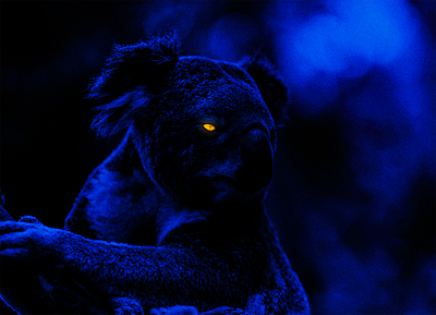 Koala animals art blue branding design graphic design illustration image creation koala light moon night photo manipulation photoshop