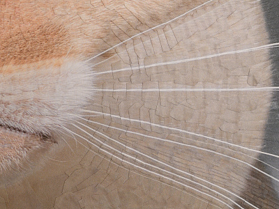 Vlad, detail cat cats detail portrait whiskers