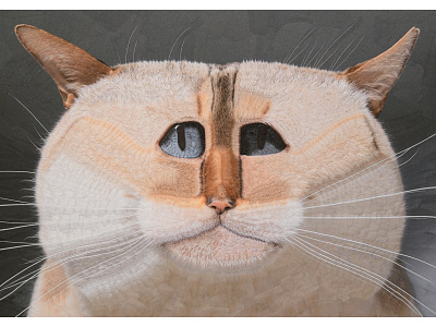 Vladimir 'The Snu' cat cat illustration cat portrait cats eyes