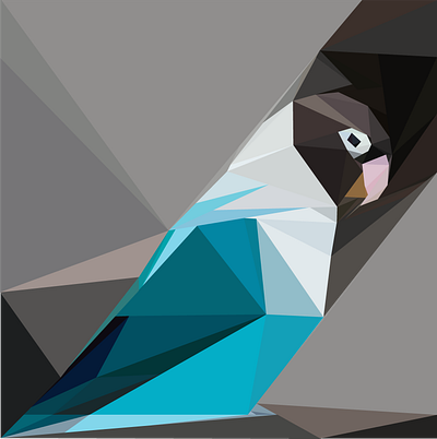 Parrot 🦜 🐦 illustration graphic design illustration vector