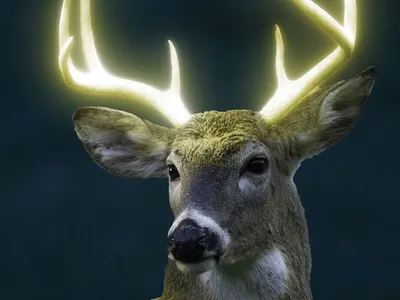 Deer horn Glow graphic design