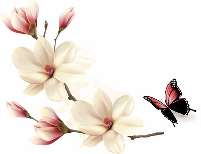 Beautiful white magnolia branch with a butterfly. Vector. felt magnolia