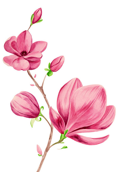 Blooming Magnolia Watercolor Illustration On White Stock Illustr watercolor magnolia flower