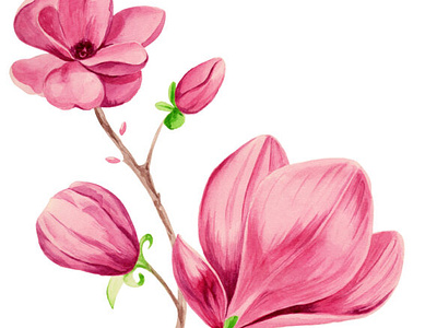 Blooming Magnolia Watercolor Illustration On White Stock Illustr watercolor magnolia flower