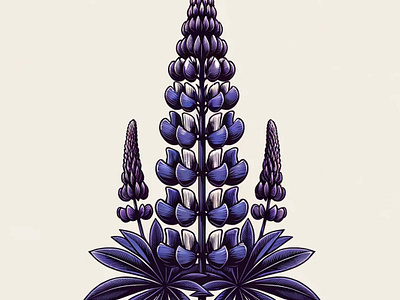 Lupine Majesty by Aravind Reddy Tarugu aravind art blue flowers botanical vector candle blooms design detailed botanicals digital florals flora art garden illustration illustration lupine noble lupine purple blooms reddy tall flowers tarugu tarugu artwork twilight hues vector