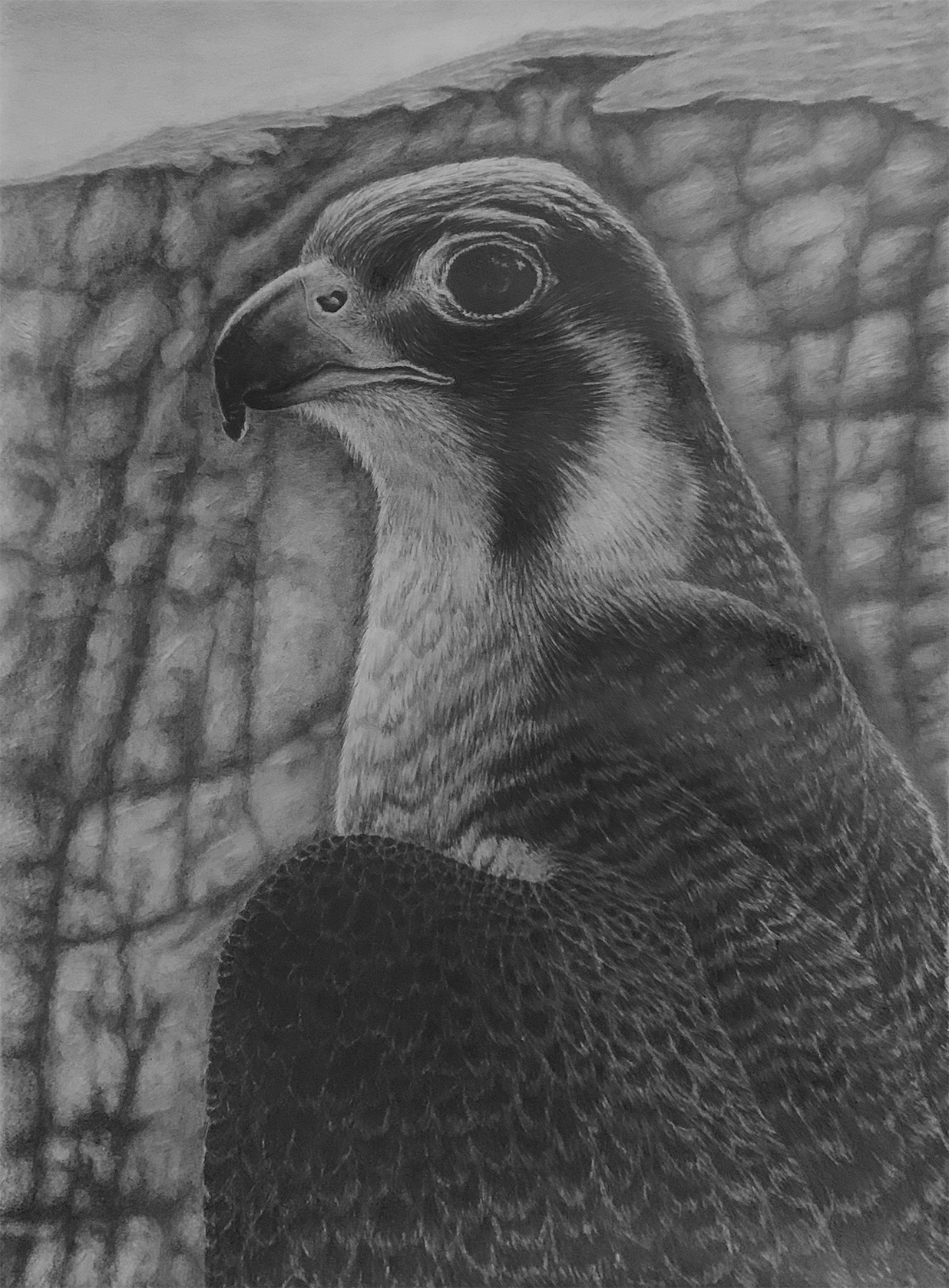 Lady of the Ravine - Falcon Drawing bird of prey bird portrait birds canyon drawing eye falcon feathers graphite graphite drawing graphite pencil pencil drawing peregrine falcon ravine wild wildlife