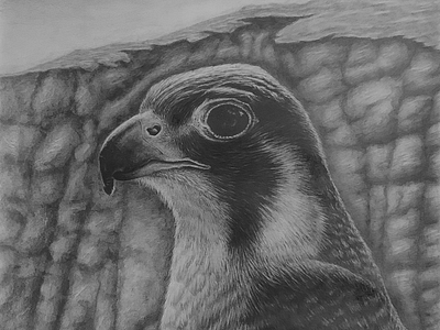 Lady of the Ravine - Falcon Drawing bird of prey bird portrait birds canyon drawing eye falcon feathers graphite graphite drawing graphite pencil pencil drawing peregrine falcon ravine wild wildlife