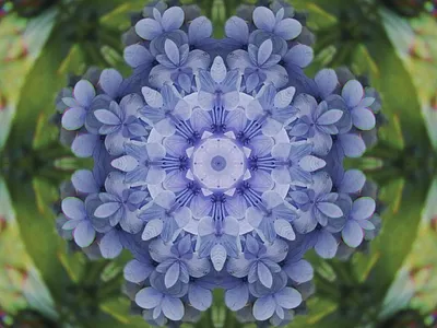 Blue Hydrangea - Abstract Gems 💎 abstract design flower flowers motion design motion graphics surreal surrealism video video creator video design video designer videographer