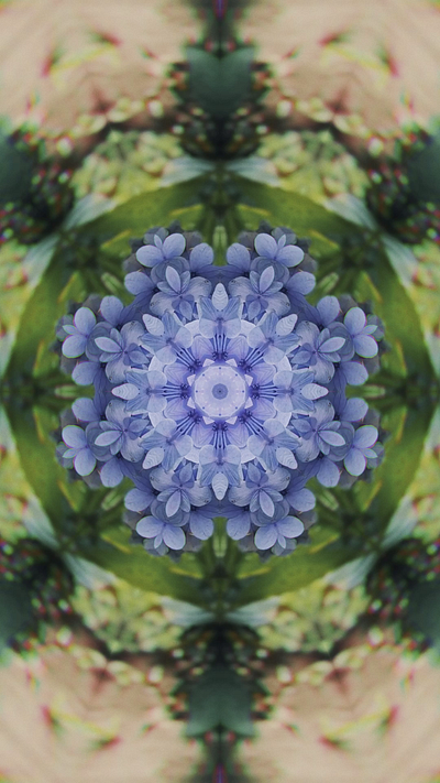 Blue Hydrangea - Abstract Gems 💎 abstract design flower flowers motion design motion graphics surreal surrealism video video creator video design video designer videographer