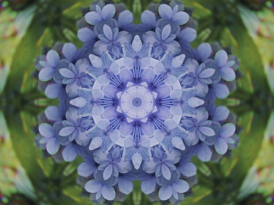Blue Hydrangea - Abstract Gems 💎 abstract design flower flowers motion design motion graphics surreal surrealism video video creator video design video designer videographer