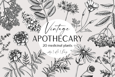 Apothecary Plants & Herbs Vector Set apothecary labels botanical illustration digital art graphic design hand drawn medicinal herbs sketch vector