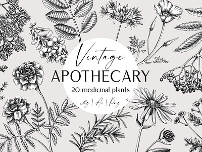 Apothecary Plants & Herbs Vector Set apothecary labels botanical illustration digital art graphic design hand drawn medicinal herbs sketch vector