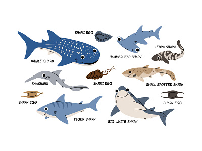 Types of sharks cartoon character concept design fish flat illustration kids nature ocean shark underwater vector