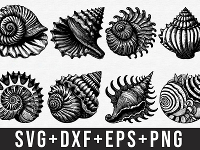 Seashell Svg Bundle contour