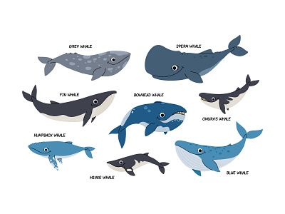 Types of whales animal cartoon character concept cute design flat illustration kids mammal marine nature ocean sea underwater vector whale wildlife