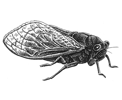 Cicada animals art artist artwork bug cicada drawing hand drawn illustration ink insect summer