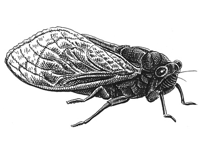 Cicada animals art artist artwork bug cicada drawing hand drawn illustration ink insect summer