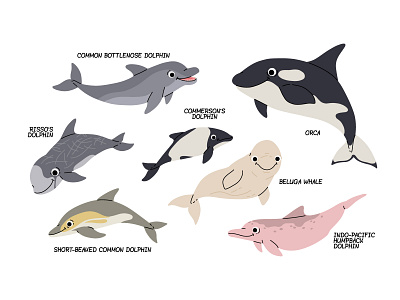 Types of dolphins animal cartoon character concept cute design dolphin flat illustration kids mammal nature orca sea vector