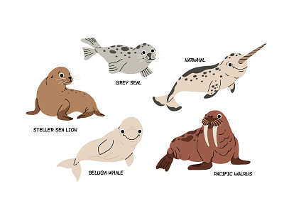 Marine mammals animal cartoon character concept cute design flat illustration kids mammals marine narwhal ocean sea seal sealion vector walrus