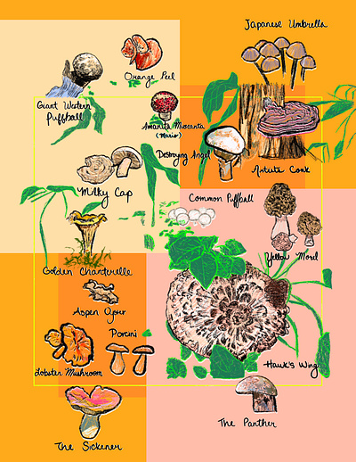 Colorado Mushrooms abstract color colorful design graphic design illustration procreate