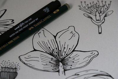âmago flores hachura ilustra ink pen