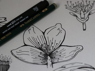 âmago flores hachura ilustra ink pen