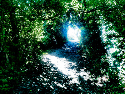 Dappled Light dappled light freelance light nature photography trees woods