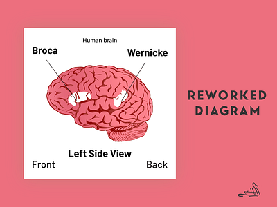 Reworked from PNG: Brain - Broca's and Wernicke's area Diagram brain design diagram graphic design illustration presentation ui ux stalin